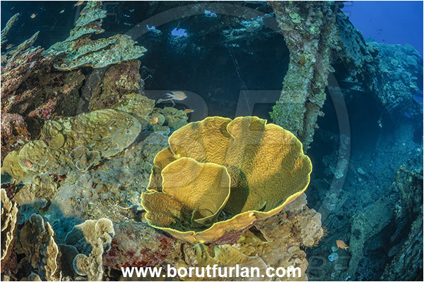 Star Reefs, Solomon Sea, Papua New Guinea, Pacific ocean, SS Russell H. Chittenden wreck, Wreck, Turbinaria frondens, Turbinaria, Dendrophylliidae, Anthozoa, Cnidaria, Cnidarian, Yellow Cup Coral, Coral