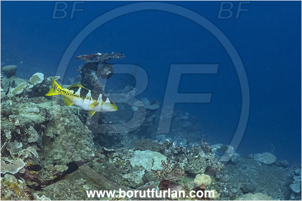 Star Reefs, Solomon Sea, Papua New Guinea, Pacific ocean, Plectropomus laevis, Plectropomus, Serranidae, Saddle grouper, Blacksaddle grouper, Grouper, Fish, Reef