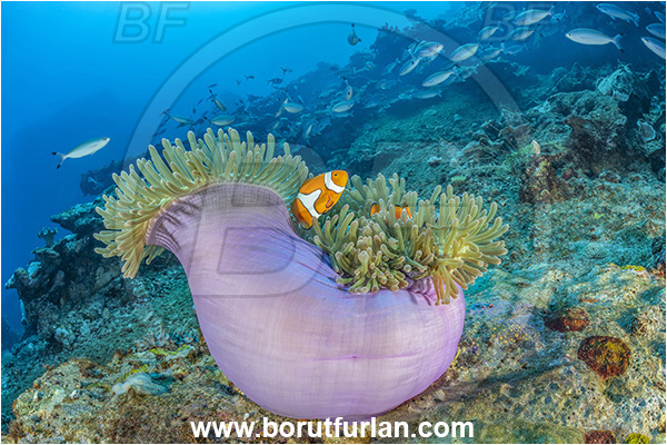 Star Reefs, Solomon Sea, Papua New Guinea, Pacific ocean, Heteractis magnifica, Heteractis, Stichodactylidae, Magnificent Sea Anemone, Anemone, Anthozoa, Cnidaria, Cnidarian, Reef, Amphiprion ocellaris, Amphiprion, Pomacentridae, False Anemonefish, Anemonefish, Clownfish, Fish, Fish school