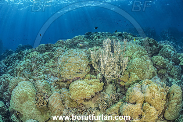 Star Reefs, Solomon Sea, Papua New Guinea, Pacific ocean, Porites lutea, Porites, Poritidae, Anthozoa, Cnidaria, Cnidarian, Porites Coral, Coral, Reef, Sea Fan