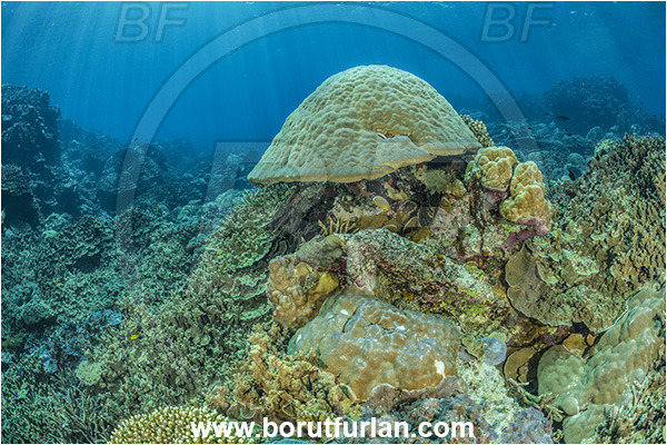 Star Reefs, Solomon Sea, Papua New Guinea, Pacific ocean, Porites lutea, Porites, Poritidae, Anthozoa, Cnidaria, Cnidarian, Porites Coral, Coral, Reef
