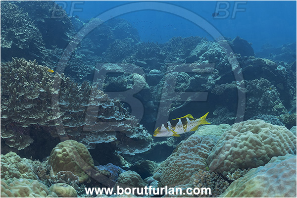 Star Reefs, Solomon Sea, Papua New Guinea, Pacific ocean, Plectropomus laevis, Plectropomus, Serranidae, Saddle grouper, Blacksaddle grouper, Grouper, Fish, Reef