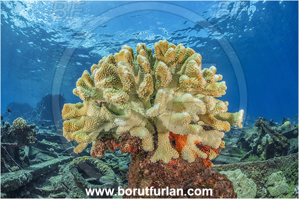 Star Reefs, Solomon Sea, Papua New Guinea, Pacific ocean, Pocillopora grandis, Pocillopora, Pocilloporidae, Antler Coral, Coral, Anthozoa, Cnidaria, Cnidarian, Reef
