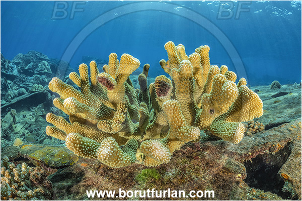 Star Reefs, Solomon Sea, Papua New Guinea, Pacific ocean, Pocillopora grandis, Pocillopora, Pocilloporidae, Antler Coral, Coral, Anthozoa, Cnidaria, Cnidarian, Reef