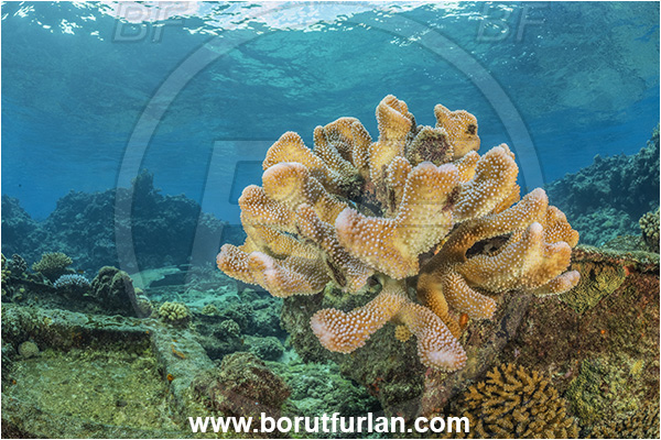 Star Reefs, Solomon Sea, Papua New Guinea, Pacific ocean, Pocillopora grandis, Pocillopora, Pocilloporidae, Antler Coral, Coral, Anthozoa, Cnidaria, Cnidarian, Reef
