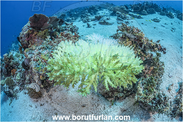 Kudalabi Island, Star Reefs, Solomon Sea, Papua New Guinea, Pacific ocean, Reef, Coral, Cnidarian, Cnidaria, Coral bleaching
