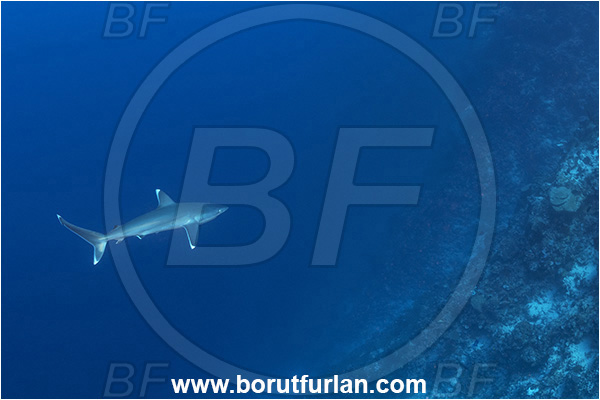 Kudalabi Island, Star Reefs, Solomon Sea, Papua New Guinea, Pacific ocean, Carcharhinus albimarginatus, Carcharhinus, Carcharhinidae, Elasmobranchii, Silvertip shark, Shark, Fish, Reef