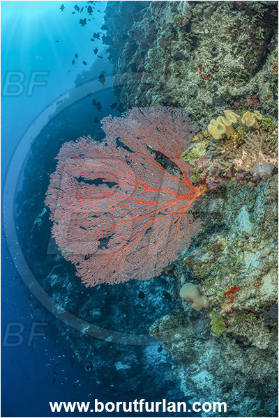 Kudalabi Island, Star Reefs, Solomon Sea, Papua New Guinea, Pacific ocean, Melithaea sp., Melithaea, Melithaeidae, Sea fan, Coral, Cnidaria, Cnidarian, Reef, Wall