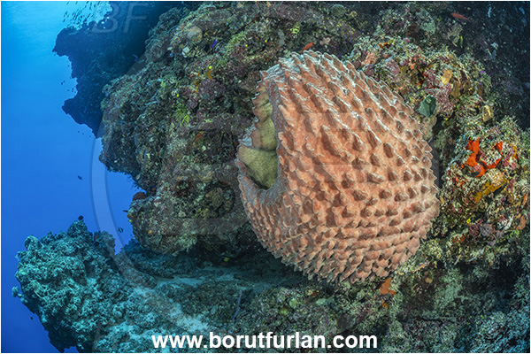 Kudalabi Island, Star Reefs, Solomon Sea, Papua New Guinea, Pacific ocean, Xestospongia testudinaria, Xestospongia, Petrosiidae, Red Barrel Sponge, Sponge, Porifera, Reef