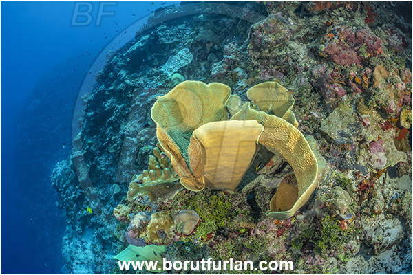 Kudalabi Island, Star Reefs, Solomon Sea, Papua New Guinea, Pacific ocean, Turbinaria frondens, Turbinaria, Dendrophylliidae, Anthozoa, Cnidaria, Cnidarian, Yellow Cup Coral, Coral