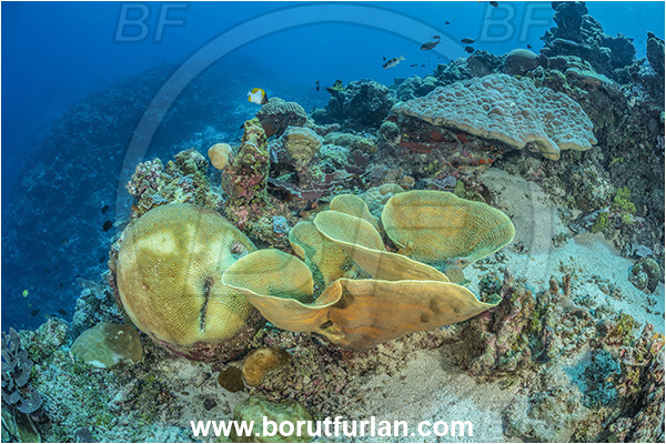 Kudalabi Island, Star Reefs, Solomon Sea, Papua New Guinea, Pacific ocean, Turbinaria frondens, Turbinaria, Dendrophylliidae, Anthozoa, Cnidaria, Cnidarian, Yellow Cup Coral, Coral