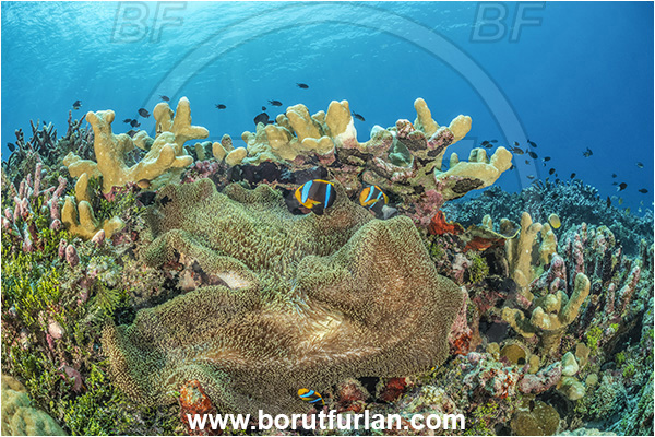 Kudalabi Island, Star Reefs, Solomon Sea, Papua New Guinea, Pacific ocean, Stichodactyla haddoni, Stichodactyla, Stichodactylidae, Haddon
