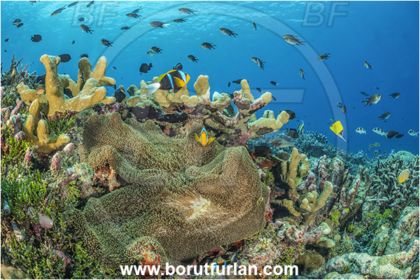 Kudalabi Island, Star Reefs, Solomon Sea, Papua New Guinea, Pacific ocean, Stichodactyla haddoni, Stichodactyla, Stichodactylidae, Haddon