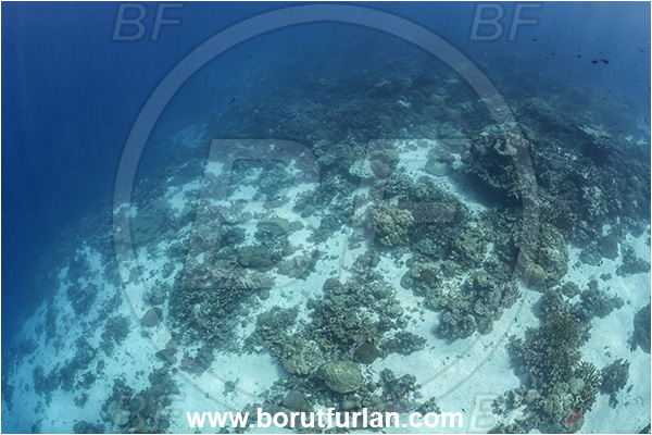 Kudalabi Island, Star Reefs, Solomon Sea, Papua New Guinea, Pacific ocean, Reef, Coral, Cnidarian, Cnidaria