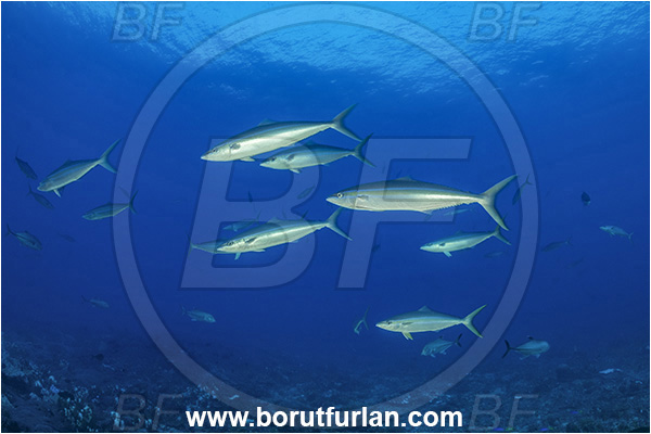 New Britain, Papua New Guinea, Pacific ocean, Elagatis bipinnulata, Elagatis, Carangidae, Rainbow runner, Trevally, Fish, Reef