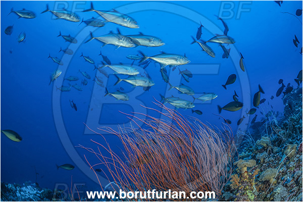 New Britain, Papua New Guinea, Pacific ocean, Ellisella sp., Ellisella, Ellisellidae, Anthozoa, Cnidaria, Cnidarian, Sea whip, Whip coral, Coral, Reef, Caranx sexfasciatus, Caranx, Carangidae, Bigeye trevally, Trevally, Fish, Fish school, Reef