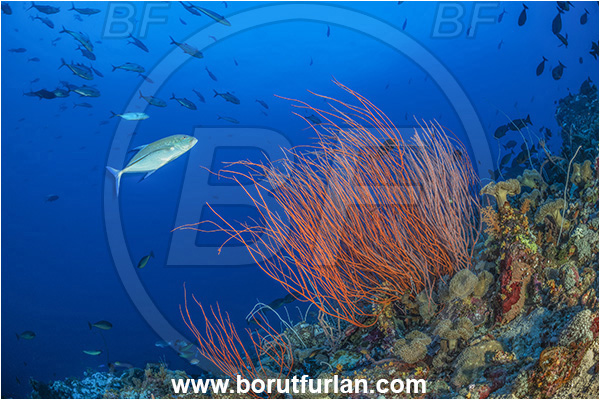 New Britain, Papua New Guinea, Pacific ocean, Ellisella sp., Ellisella, Ellisellidae, Anthozoa, Cnidaria, Cnidarian, Sea whip, Whip coral, Coral, Reef, Caranx melampygus, Caranx, Carangidae, Bluefin trevally, Trevally, Fish, Fish school