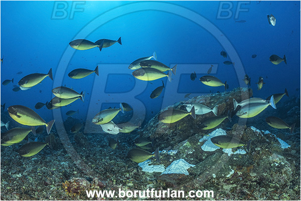 New Britain, Papua New Guinea, Pacific ocean, Reef, Naso hexacanthus, Naso, Acanthuridae, Sleek unicornfish, Unicornfish, Surgeonfish, Fish, Fish school