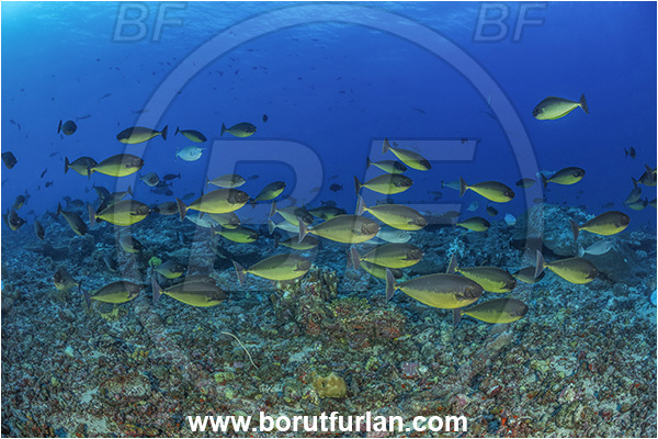 New Britain, Papua New Guinea, Pacific ocean, Reef, Naso hexacanthus, Naso, Acanthuridae, Sleek unicornfish, Unicornfish, Surgeonfish, Fish, Fish school