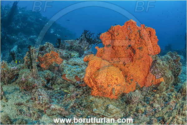 New Britain, Papua New Guinea, Pacific ocean, Agelas clathrodes, Agelas, Agelasidae, Orange elephant ear sponge, Sponge, Porifera, Reef