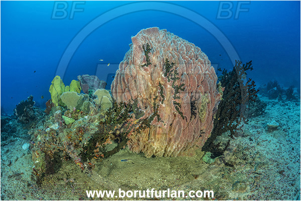 New Britain, Papua New Guinea, Pacific ocean, Xestospongia testudinaria, Xestospongia, Petrosiidae, Red Barrel Sponge, Sponge, Porifera, Reef