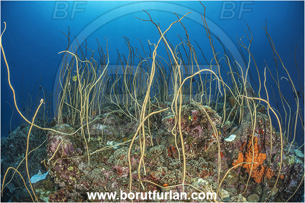 New Britain, Papua New Guinea, Pacific ocean, Junceella fragilis, Junceella rubra, Junceella, Ellisellidae, Anthozoa, Cnidaria, Cnidarian, Sea whip, Whip coral, Coral, Reef