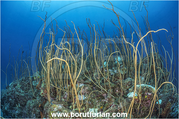 New Britain, Papua New Guinea, Pacific ocean, Junceella fragilis, Junceella rubra, Junceella, Ellisellidae, Anthozoa, Cnidaria, Cnidarian, Sea whip, Whip coral, Coral, Reef
