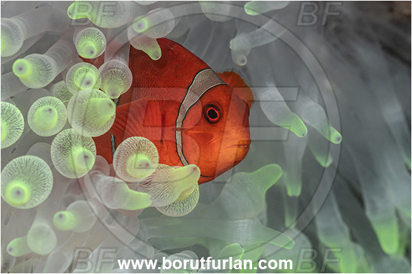 New Britain, Papua New Guinea, Pacific ocean, Premnas biaculeatus, Premnas, Pomacentridae, Maroon Clownfish, Spine-Cheek Clownfish, Anemonefish, Clownfish, Fish