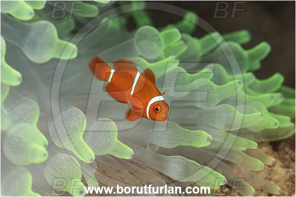 New Britain, Papua New Guinea, Pacific ocean, Premnas biaculeatus, Premnas, Pomacentridae, Maroon Clownfish, Spine-Cheek Clownfish, Anemonefish, Clownfish, Fish, Juvenile