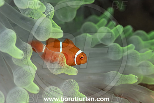 New Britain, Papua New Guinea, Pacific ocean, Premnas biaculeatus, Premnas, Pomacentridae, Maroon Clownfish, Spine-Cheek Clownfish, Anemonefish, Clownfish, Fish, Juvenile