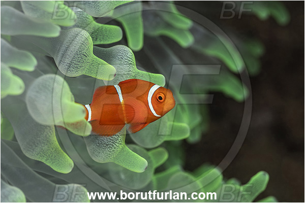 New Britain, Papua New Guinea, Pacific ocean, Premnas biaculeatus, Premnas, Pomacentridae, Maroon Clownfish, Spine-Cheek Clownfish, Anemonefish, Clownfish, Fish, Juvenile
