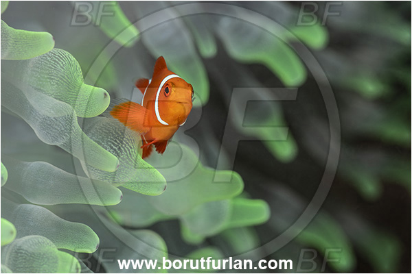 New Britain, Papua New Guinea, Pacific ocean, Premnas biaculeatus, Premnas, Pomacentridae, Maroon Clownfish, Spine-Cheek Clownfish, Anemonefish, Clownfish, Fish, Juvenile