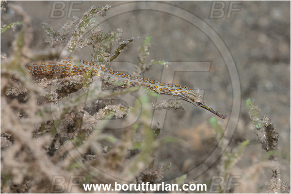 New Britain, Papua New Guinea, Pacific ocean, Corythoichthys schultzi, Corythoichthys, Syngnathidae, Schultz