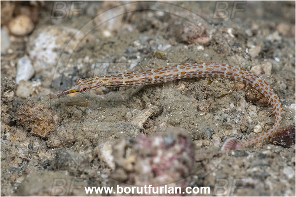 New Britain, Papua New Guinea, Pacific ocean, Corythoichthys schultzi, Corythoichthys, Syngnathidae, Schultz