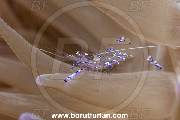 New Britain, Papua New Guinea, Pacific ocean, Ancylomenes sarasvati, Ancylomenes, Palaemonidae, Decapoda, Commensal shrimp, Shrimp, Crustacea, Crustacean