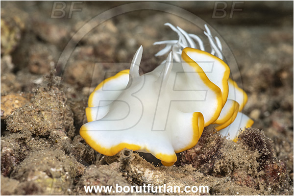New Britain, Papua New Guinea, Pacific ocean, Ardeadoris egretta, Ardeadoris, Chromodorididae, Dorid nudibranch, Heron ardeadoris, Nudibranch, Sea slug, Gastropoda, Mollusca, Mollusc