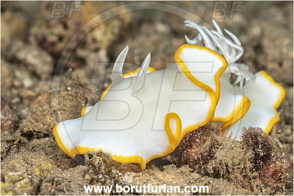 New Britain, Papua New Guinea, Pacific ocean, Ardeadoris egretta, Ardeadoris, Chromodorididae, Dorid nudibranch, Heron ardeadoris, Nudibranch, Sea slug, Gastropoda, Mollusca, Mollusc