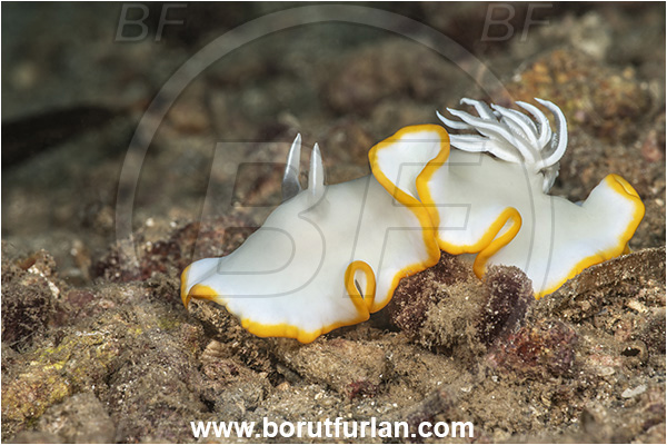 New Britain, Papua New Guinea, Pacific ocean, Ardeadoris egretta, Ardeadoris, Chromodorididae, Dorid nudibranch, Heron ardeadoris, Nudibranch, Sea slug, Gastropoda, Mollusca, Mollusc