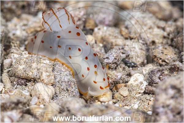 New Britain, Papua New Guinea, Pacific ocean, Gymnodoris ceylonica, Gymnodoris, Polyceridae, Ceylon gymnodoris, Nudibranch, Sea slug, Gastropoda, Mollusca, Mollusc
