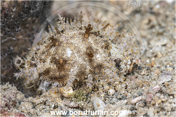 New Britain, Papua New Guinea, Pacific ocean, Naria miliaris, Naria, Cypraeidae, Millet cowry, Cowrie, Sea snail, Gastropoda, Mollusca, Mollusc