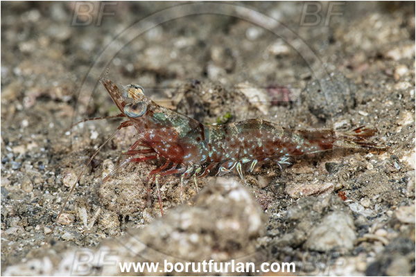 New Britain, Papua New Guinea, Pacific ocean, Metapenaeopsis sp., Metapenaeopsis, Penaeidae, Decapoda, Velvet Shrimp, Shrimp, Crustacea, Crustacean