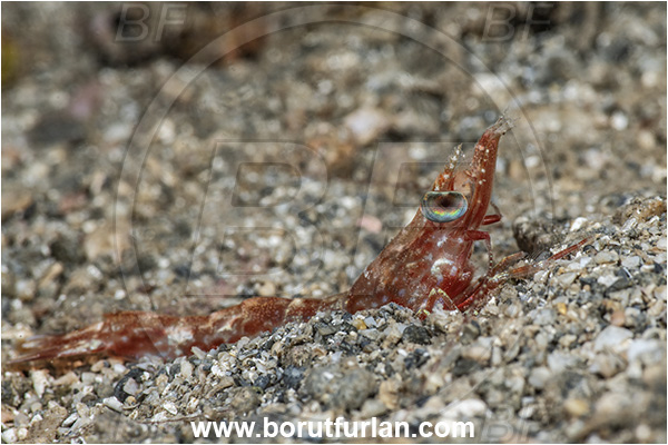 New Britain, Papua New Guinea, Pacific ocean, Metapenaeopsis sp., Metapenaeopsis, Penaeidae, Decapoda, Velvet Shrimp, Shrimp, Crustacea, Crustacean