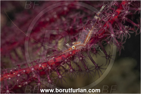 New Britain, Papua New Guinea, Pacific ocean, Manipontonia psamathe, Manipontonia, Palaemonidae, Decapoda, Translucent gorgonian shrimp, Shrimp, Crustacea, Crustacean