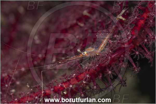New Britain, Papua New Guinea, Pacific ocean, Manipontonia psamathe, Manipontonia, Palaemonidae, Decapoda, Translucent gorgonian shrimp, Shrimp, Crustacea, Crustacean