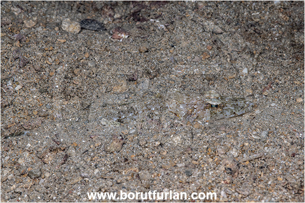 New Britain, Papua New Guinea, Pacific ocean, Sunagocia arenicola, Sunagocia, Platycephalidae, Broadhead flathead, Flathead, Fish, Juvenile