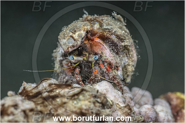 New Britain, Papua New Guinea, Pacific ocean, Dardanus lagopodes, Dardanus, Diogenidae, Crustacea, Crustacean, Hermit Crab, Crab