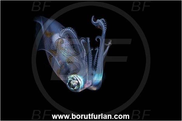 New Britain, Papua New Guinea, Pacific ocean, Sepioteuthis lessoniana, Sepioteuthis, Loliginidae, Cephalopoda, Mollusca, Mollusc, Bigfin reef squid, Squid