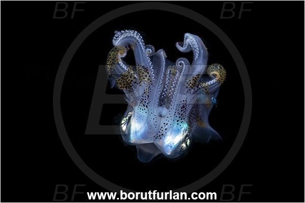 New Britain, Papua New Guinea, Pacific ocean, Sepioteuthis lessoniana, Sepioteuthis, Loliginidae, Cephalopoda, Mollusca, Mollusc, Bigfin reef squid, Squid