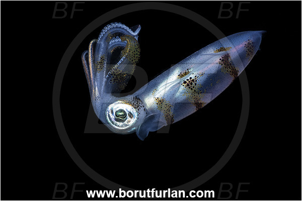 New Britain, Papua New Guinea, Pacific ocean, Sepioteuthis lessoniana, Sepioteuthis, Loliginidae, Cephalopoda, Mollusca, Mollusc, Bigfin reef squid, Squid
