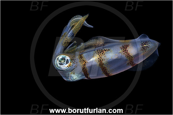 New Britain, Papua New Guinea, Pacific ocean, Sepioteuthis lessoniana, Sepioteuthis, Loliginidae, Cephalopoda, Mollusca, Mollusc, Bigfin reef squid, Squid
